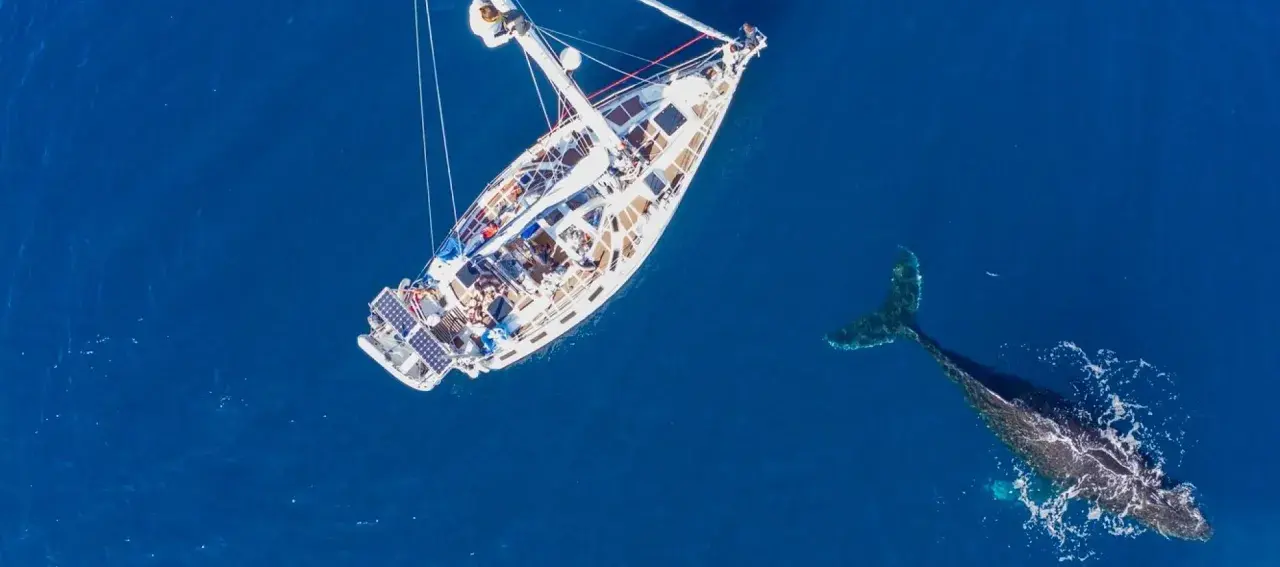 Un voilier blanc navigue sur une mer bleue profonde, accompagné par la nageoire caudale d'une baleine. Un moment de trismus 37, une rencontre inoubliable.