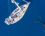 Un voilier blanc navigue sur une mer bleue profonde, accompagné par la nageoire caudale d'une baleine. Un moment de trismus 37, une rencontre inoubliable.