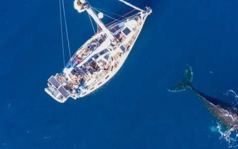 Un voilier blanc navigue sur une mer bleue profonde, accompagné par la nageoire caudale d'une baleine. Un moment de trismus 37, une rencontre inoubliable.