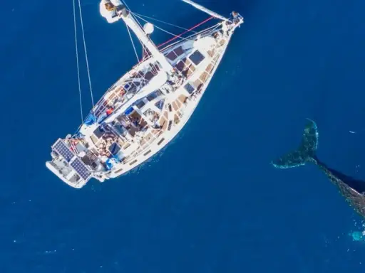 Un voilier blanc navigue sur une mer bleue profonde, accompagné par la nageoire caudale d'une baleine. Un moment de trismus 37, une rencontre inoubliable.