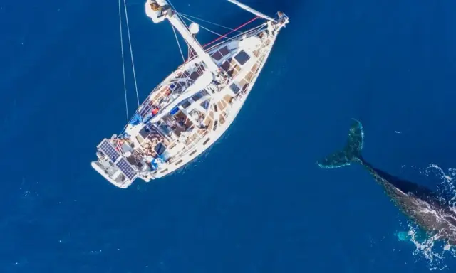 Un voilier blanc navigue sur une mer bleue profonde, accompagné par la nageoire caudale d'une baleine. Un moment de trismus 37, une rencontre inoubliable.